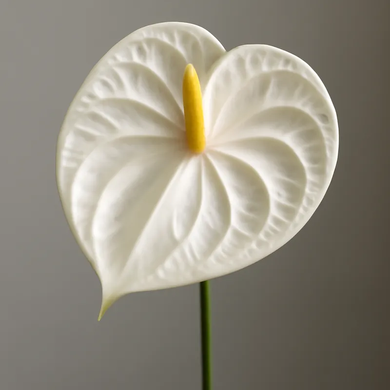 Anthurium (flamingoblomma) - blanc – image 1