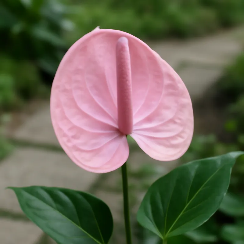Anthurium (flamingoblomma) - rose – image 4