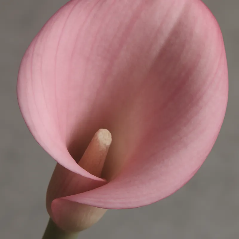 Kalla (calla) - rose – image 2