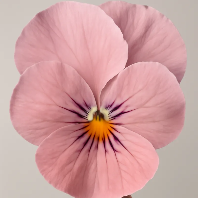 Viol - rose – image 2