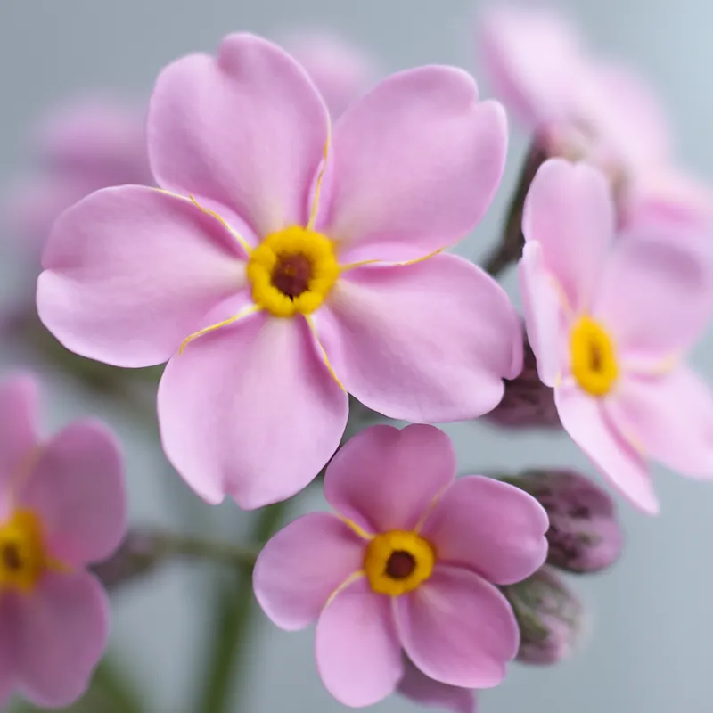 Forglemmeiei - rose – image 2