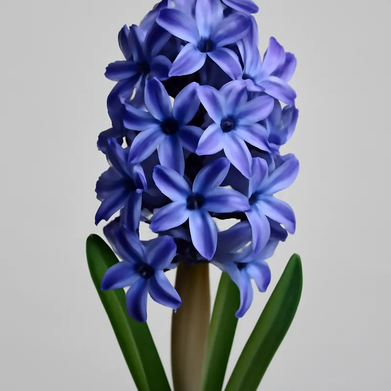 Jacinthe – fleur printanière parfumée