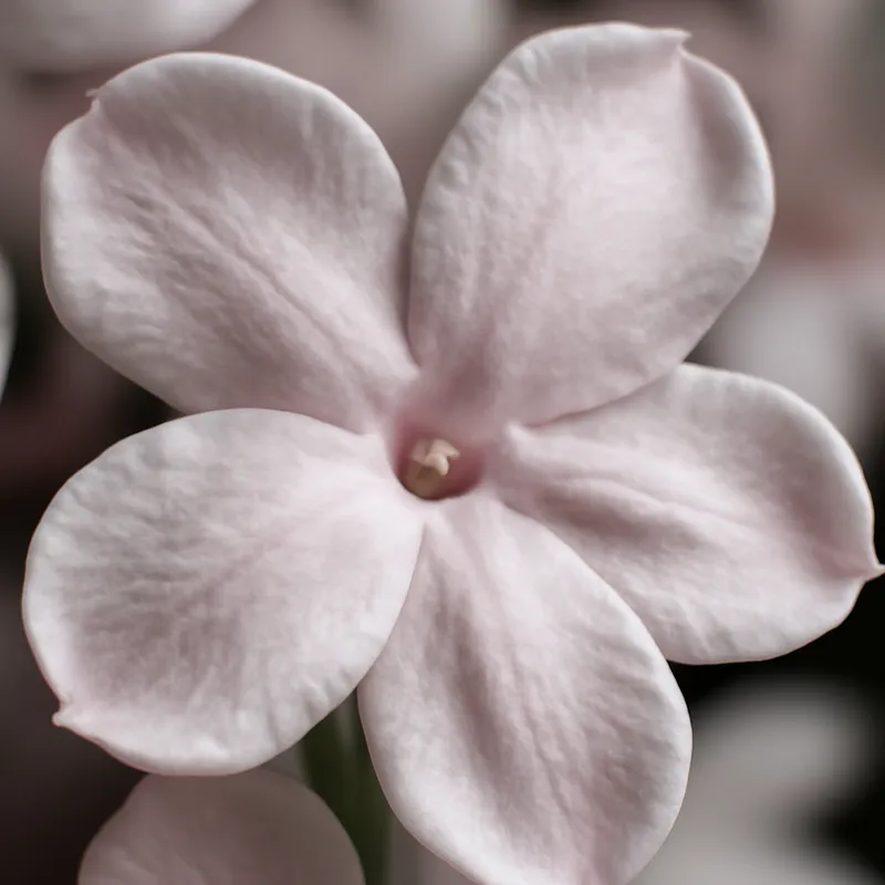 Jasmin - rose – image 2