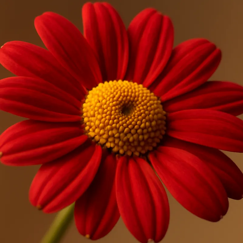 Kamille - rouge – image 2