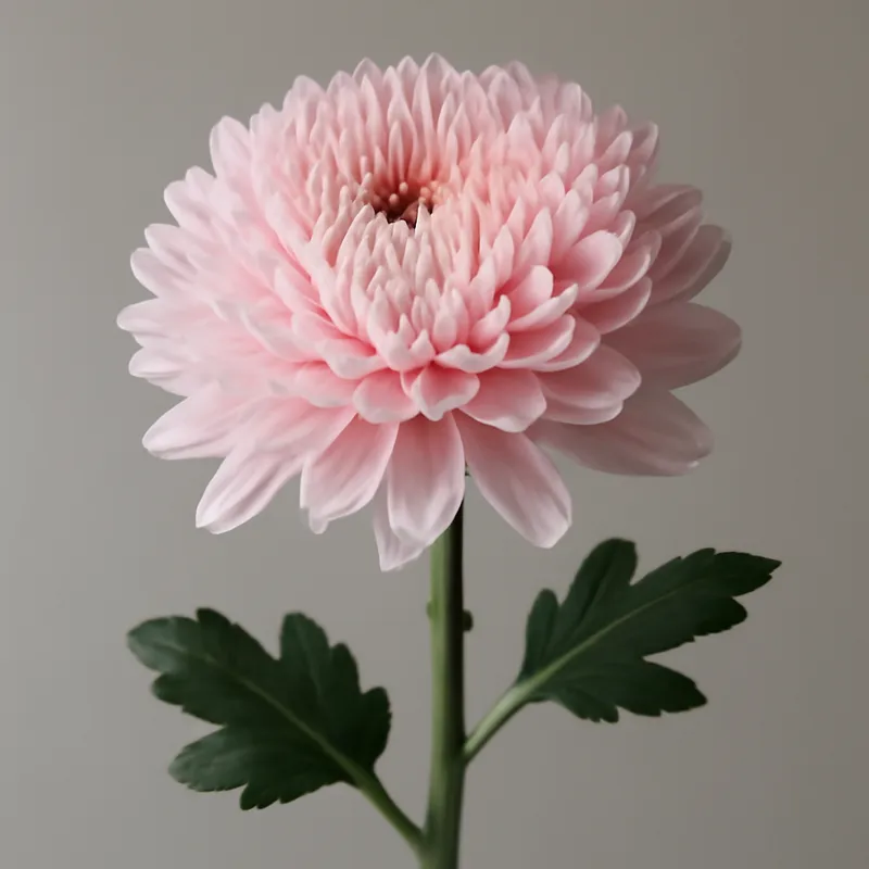 Chrysanthème - rose – image 1