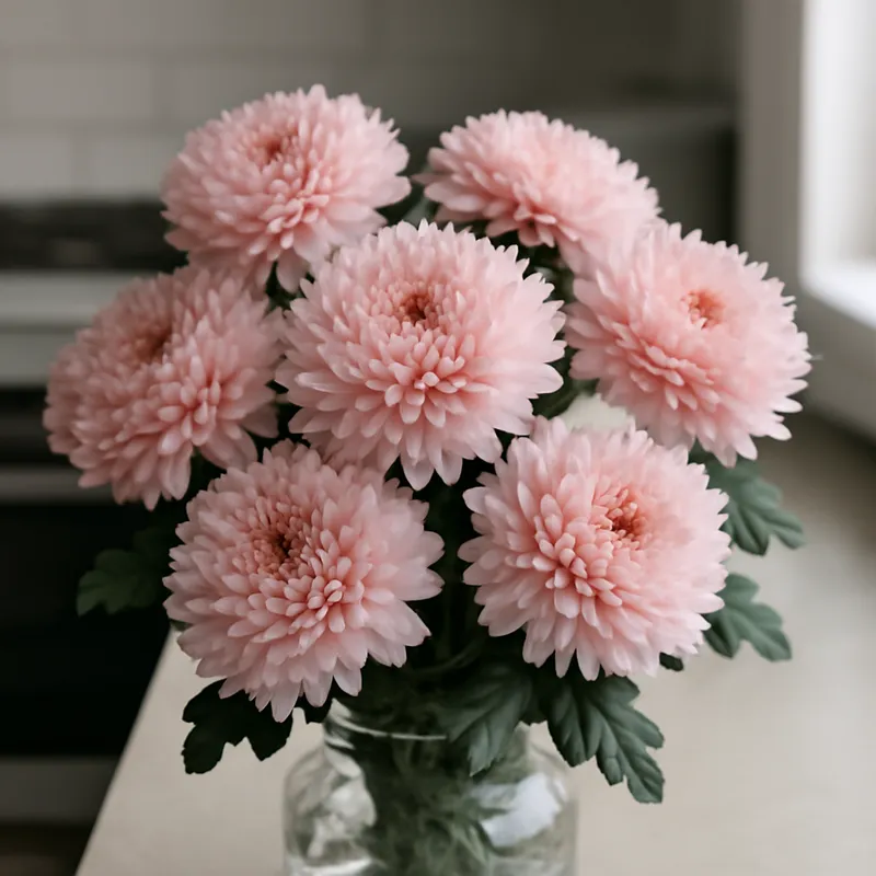 Chrysanthème - rose – image 3