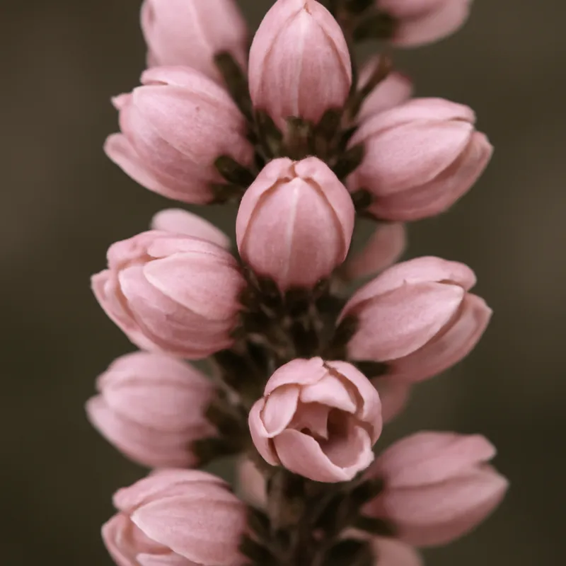 Ljung - rose – image 2