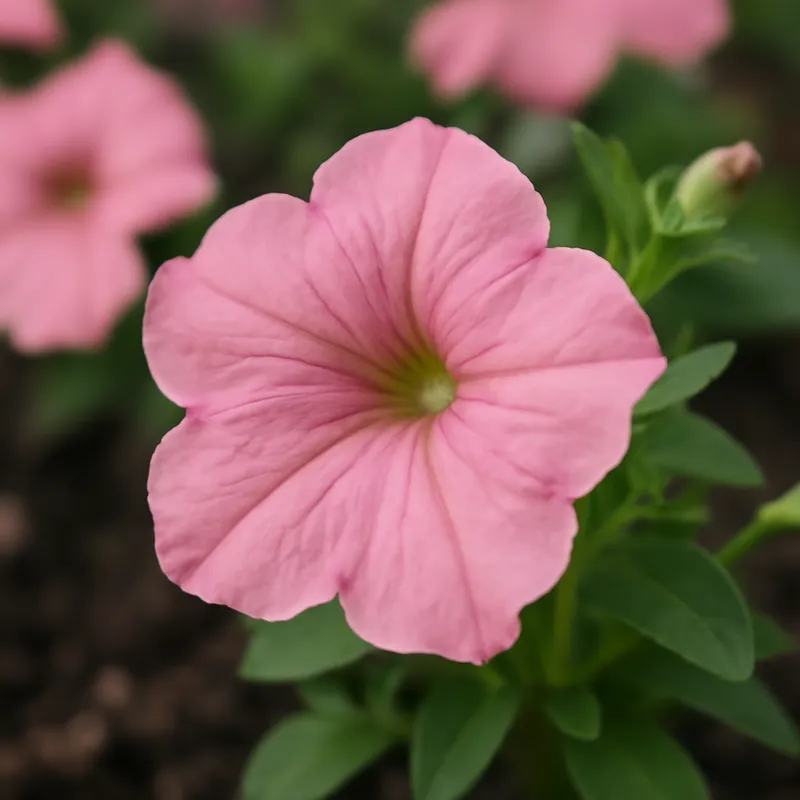 Petunia - rose – image 4
