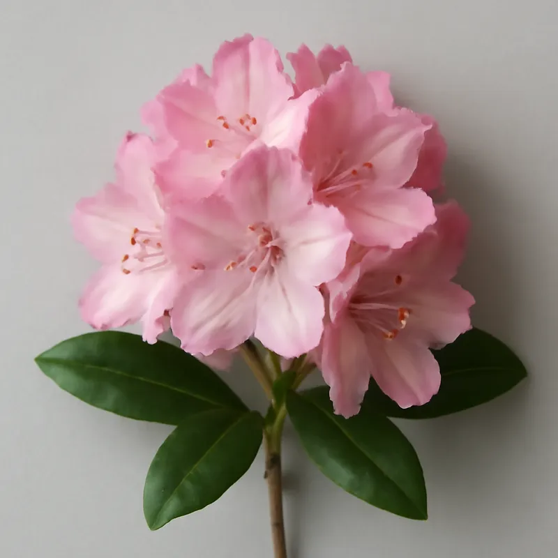Rhododendron - rose – image 1