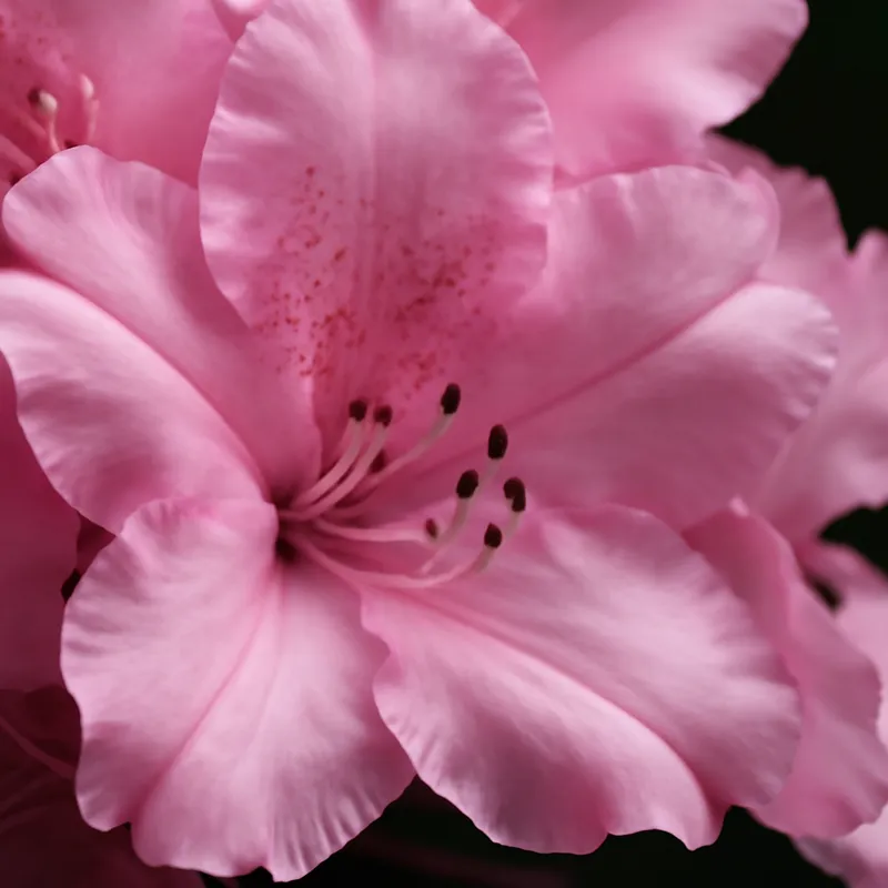 Rhododendron - rose – image 2
