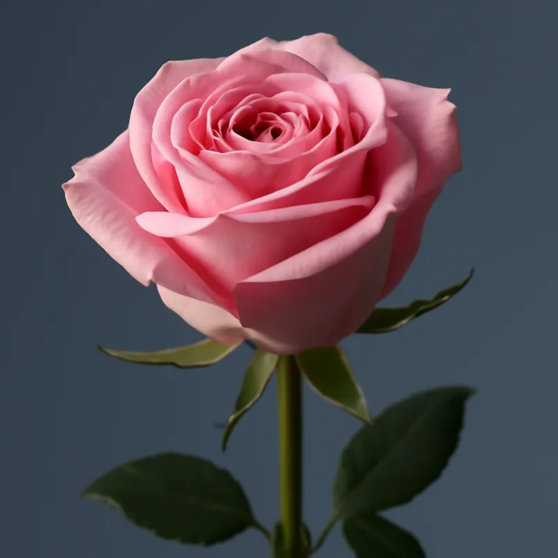 Roses – classiques roses rouges