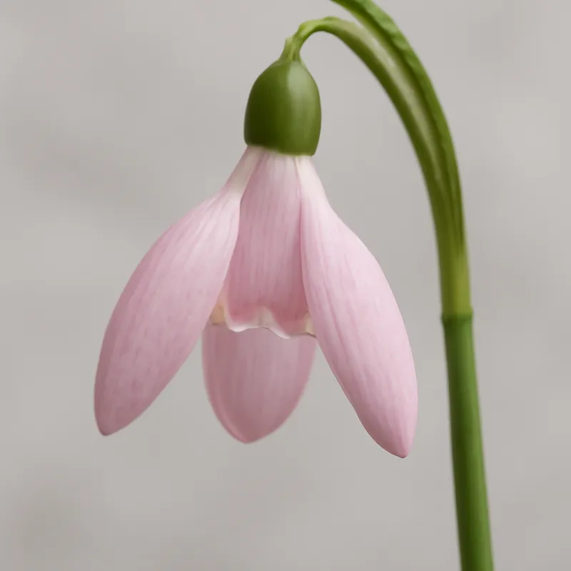 Snøklokke - rose – image 1