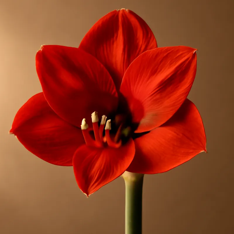 Amaryllis - classique