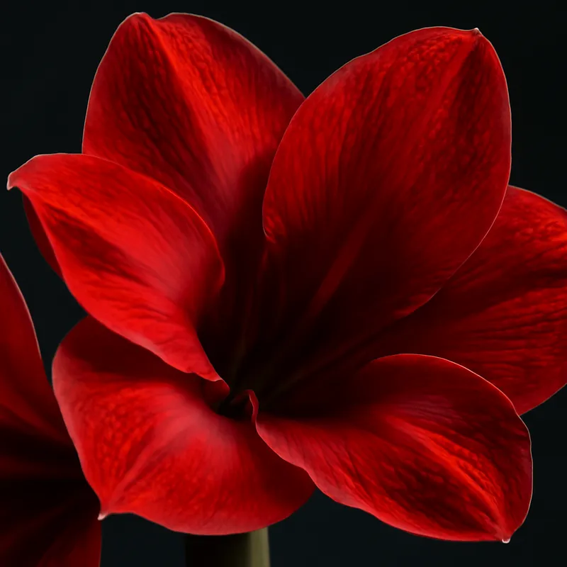 Amaryllis - classique - image 2