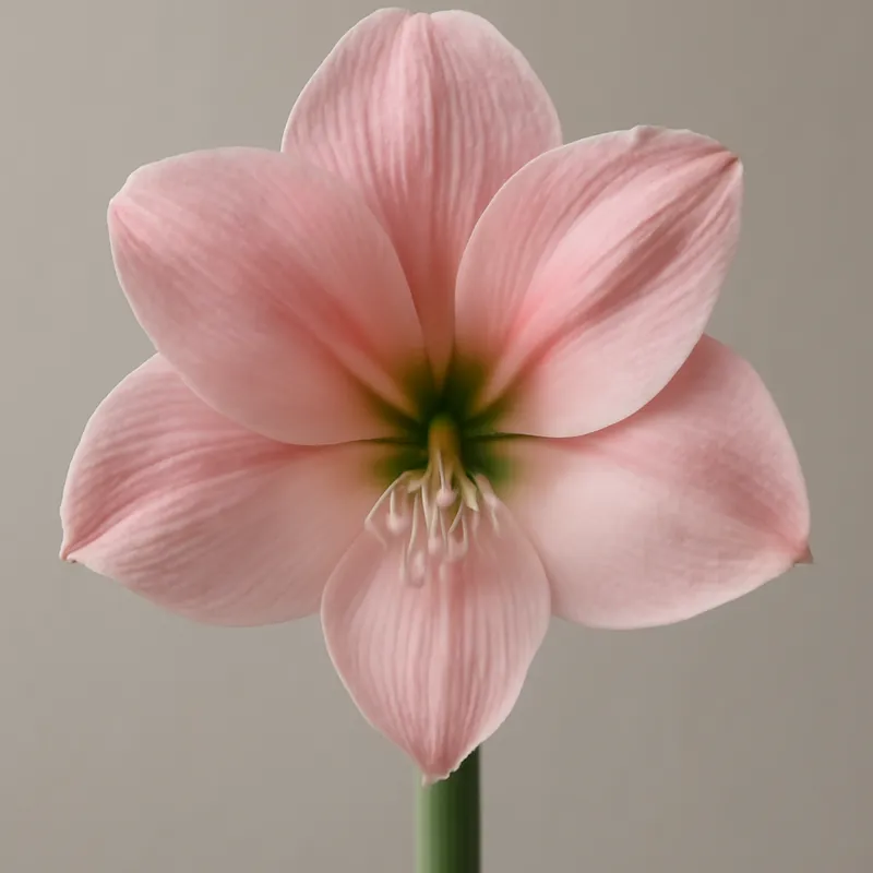 Amaryllis – rose – image 1