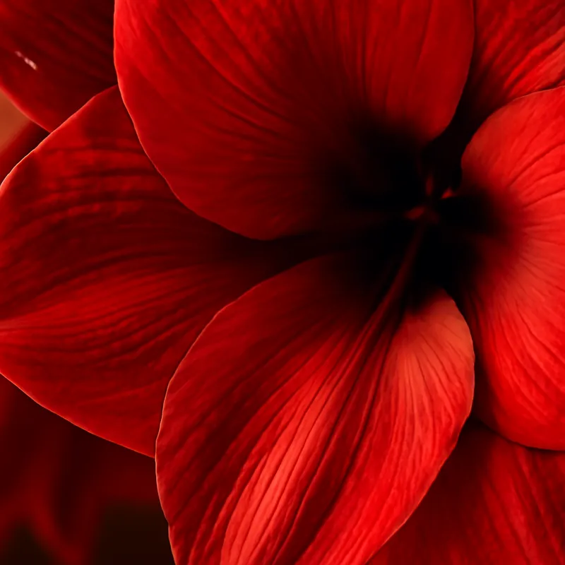 Amaryllis – rouge – image 2