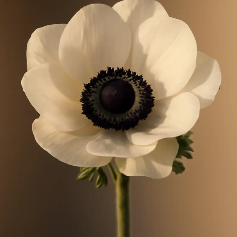 Anémone – classique – image 1