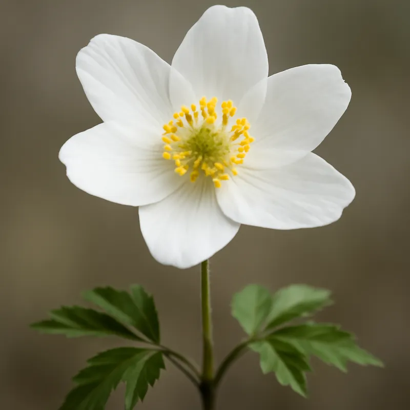 Anémone des bois – blanc – image 1