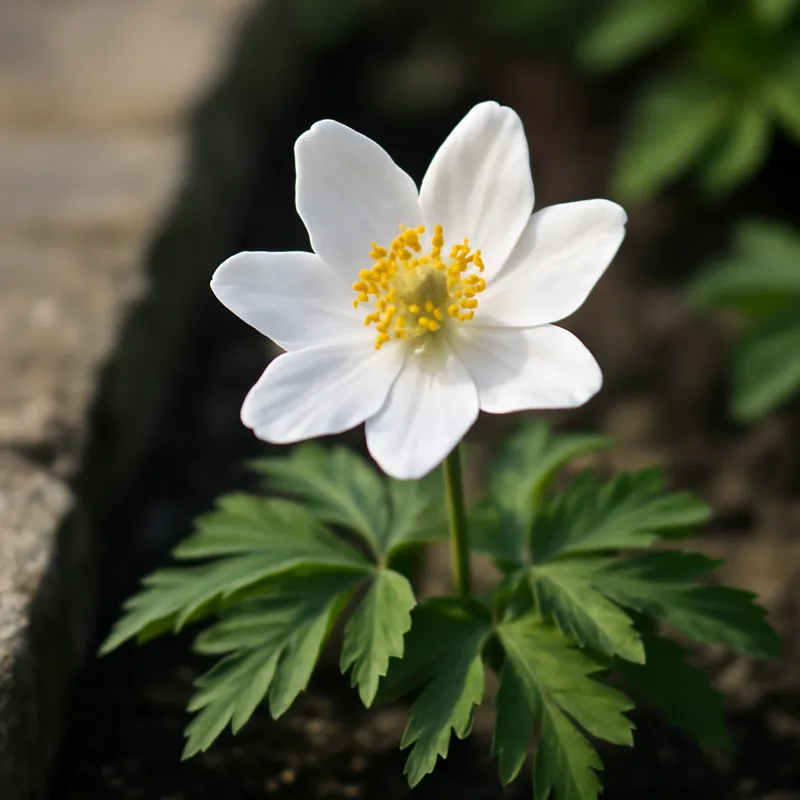 Anémone des bois – blanc – image 4