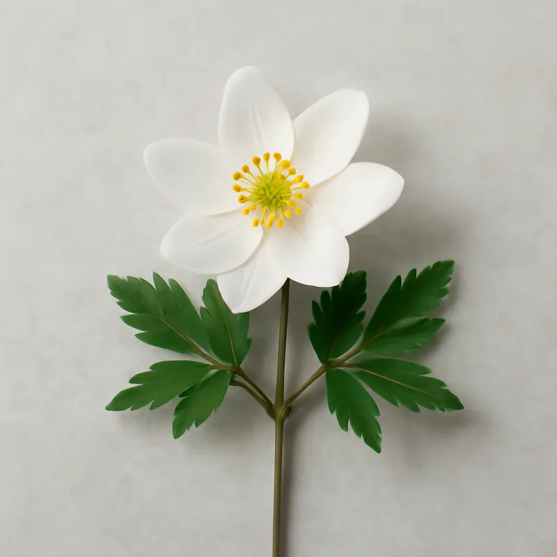 Anémone des bois – classique – image 1