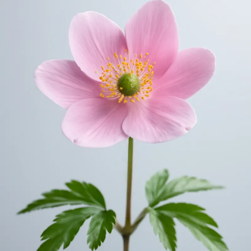 Anémone des bois – rose – image 1