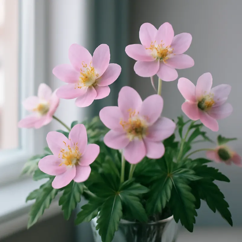 Anémone des bois – rose – image 3