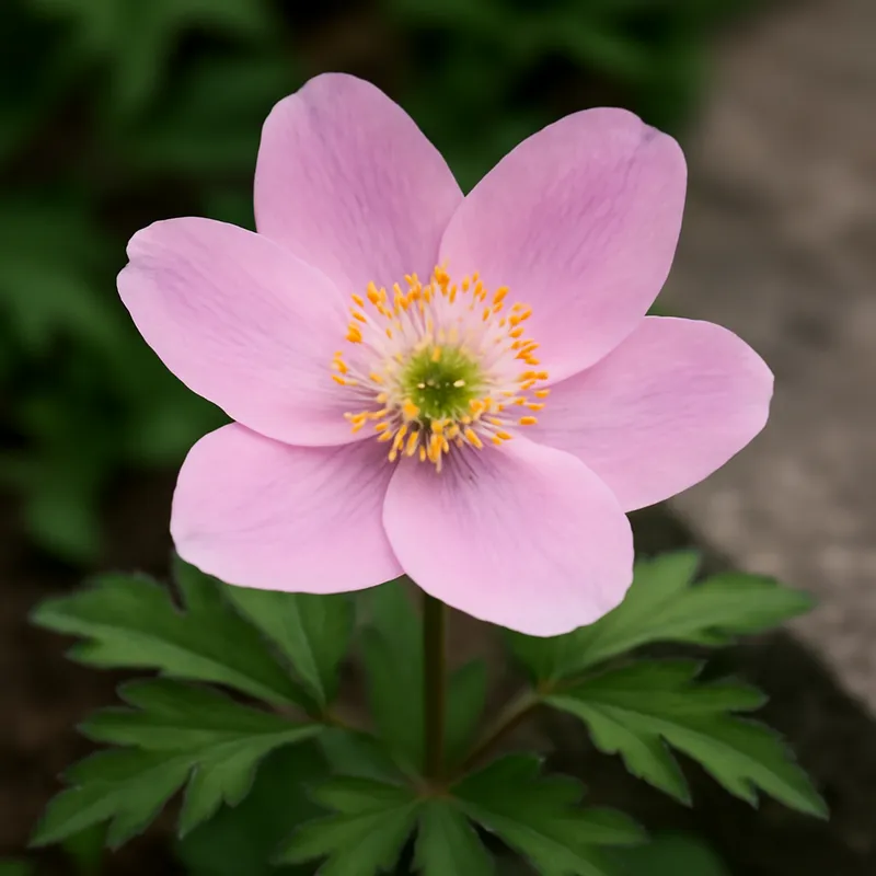 Anémone des bois – rose – image 4