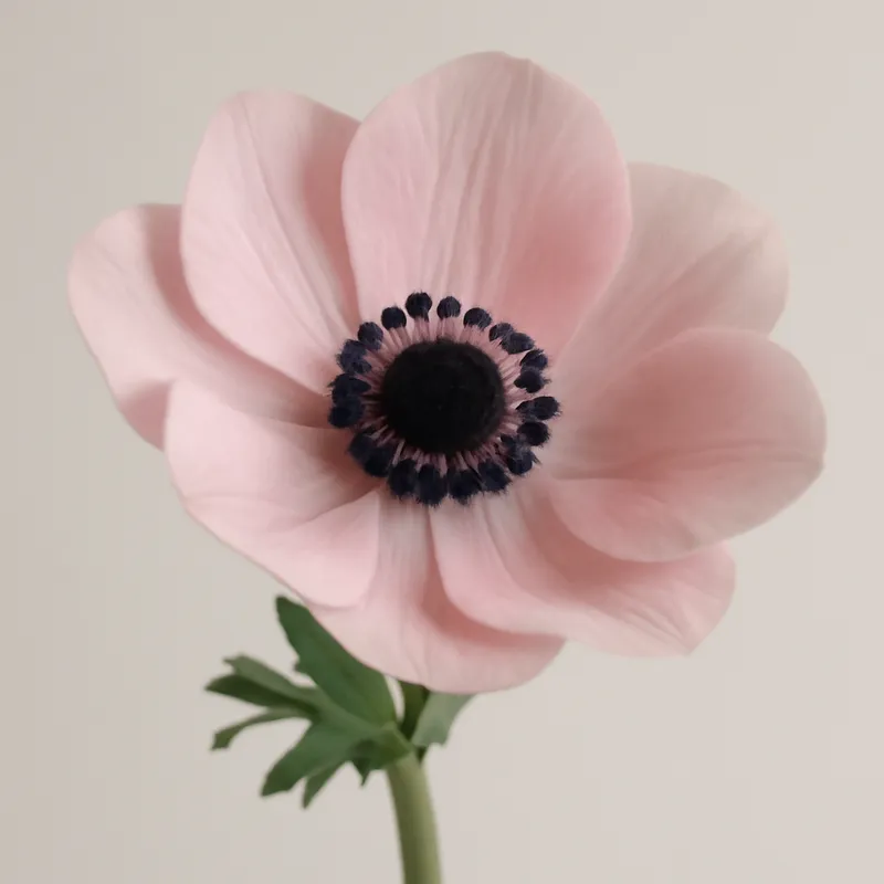 Anémone – rose – image 1