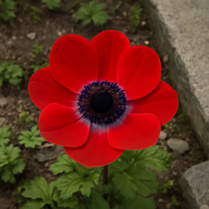 Anémone - rouge - image 4