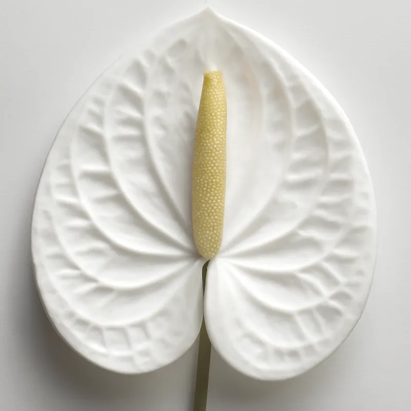 Anthurium (fleur flamant) – blanc – image 2