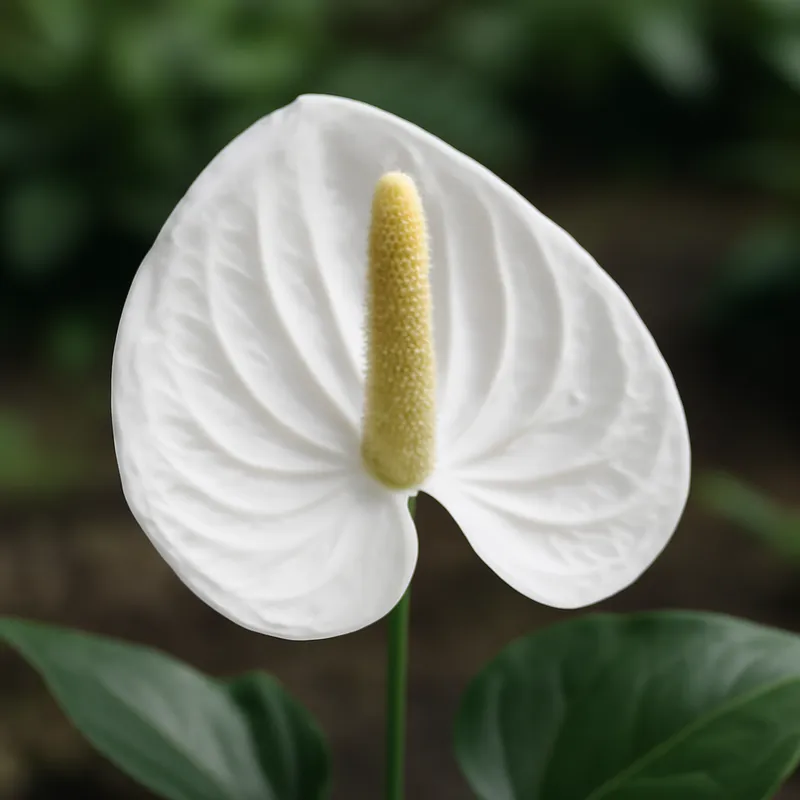 Anthurium (fleur flamant) – blanc – image 4