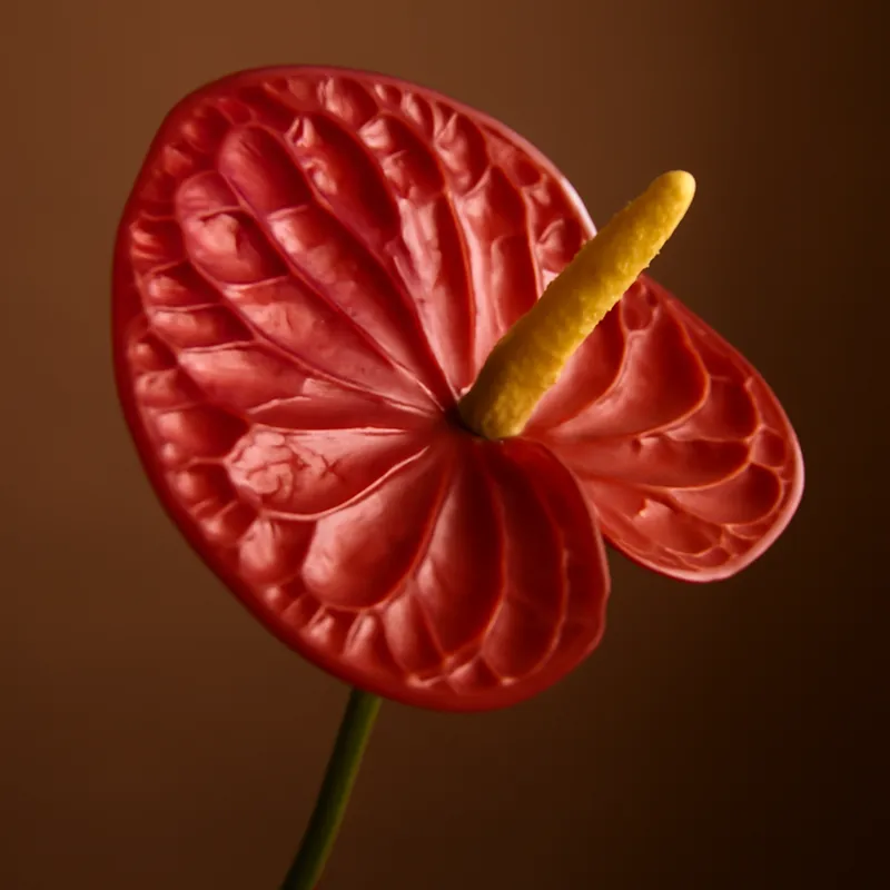 Anthurium (fleur flamant) – classique – image 1