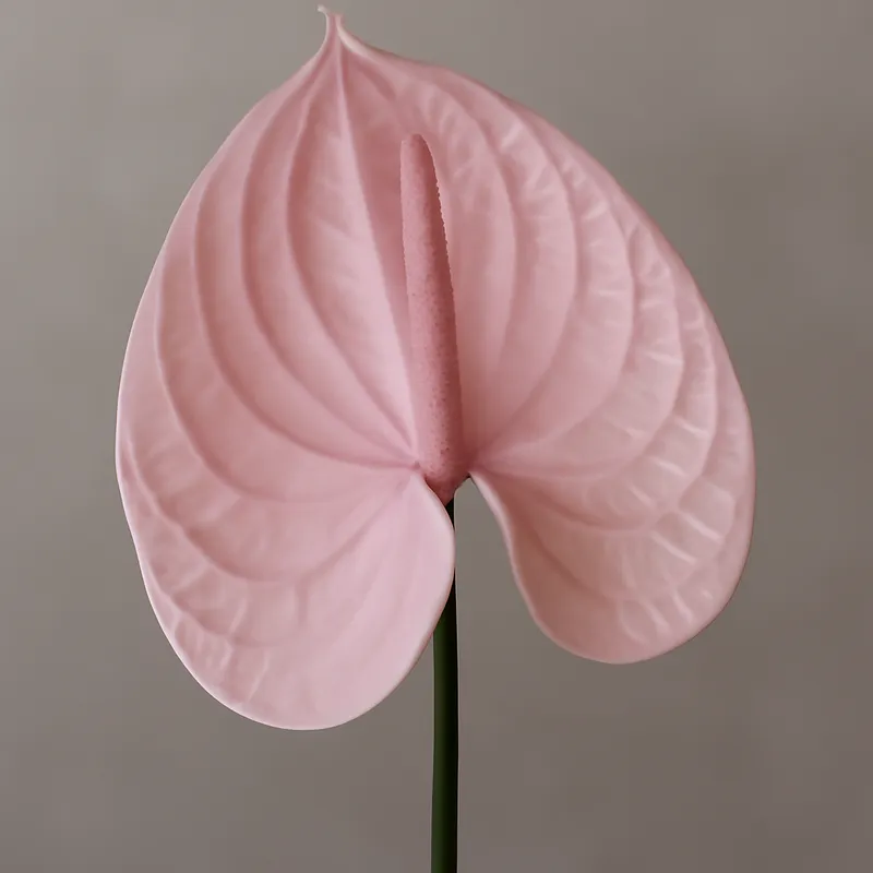 Anthurium (fleur flamant) – rose – image 1