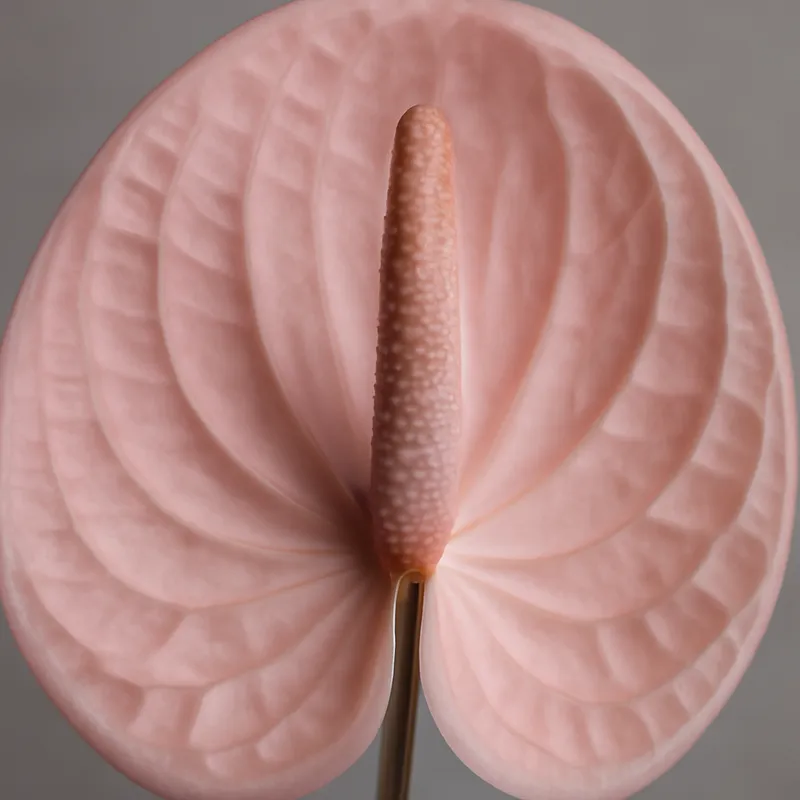 Anthurium (fleur flamant) – rose – image 2