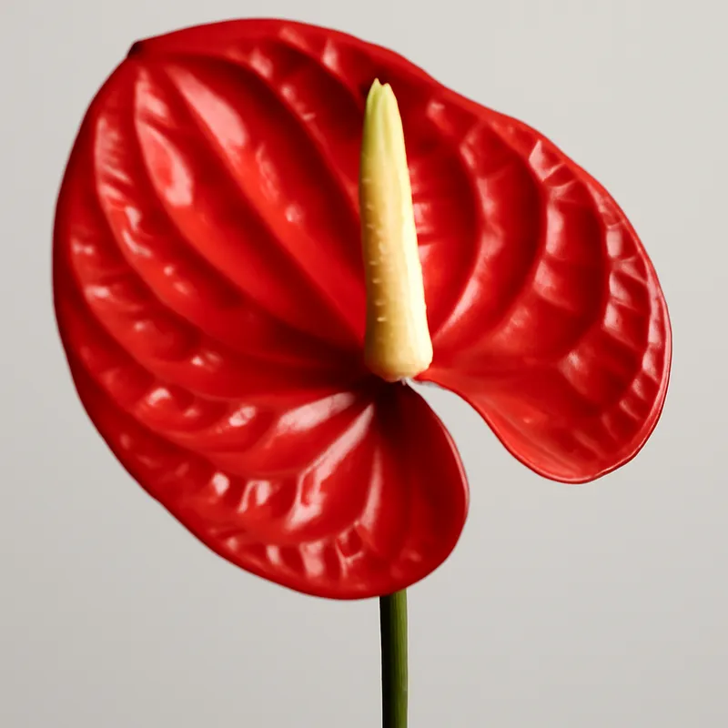Anthurium (fleur flamant) – rouge – image 1