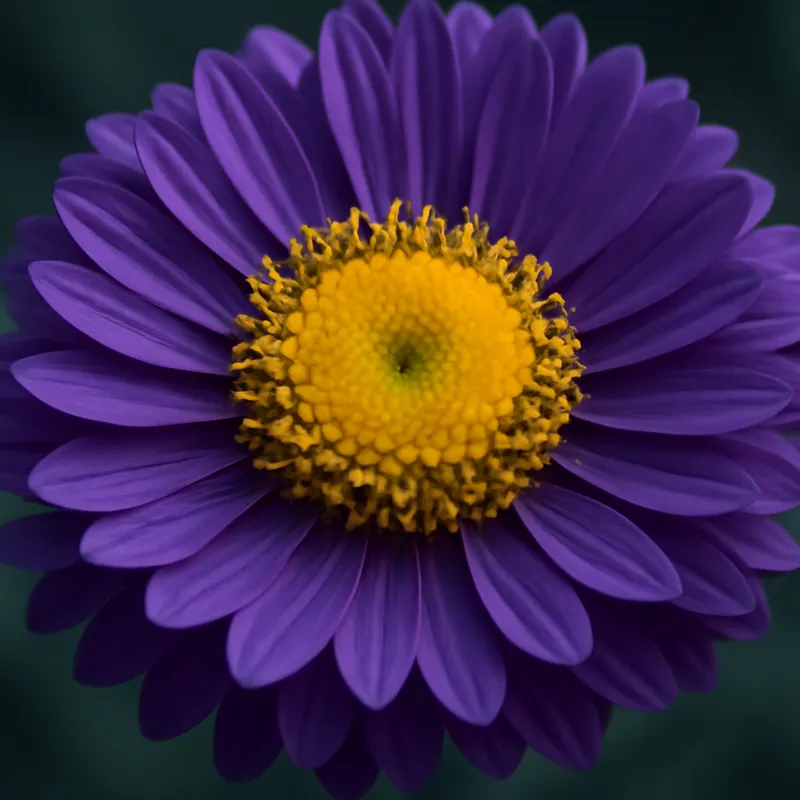 Aster – classique – image 2