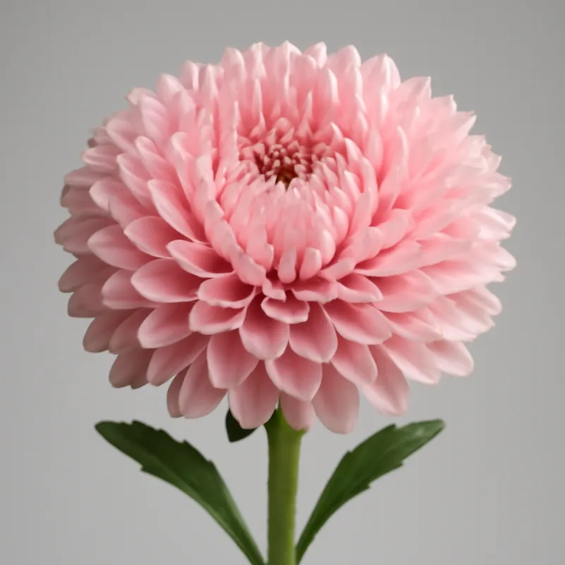 Aster d'été – rose – image 1