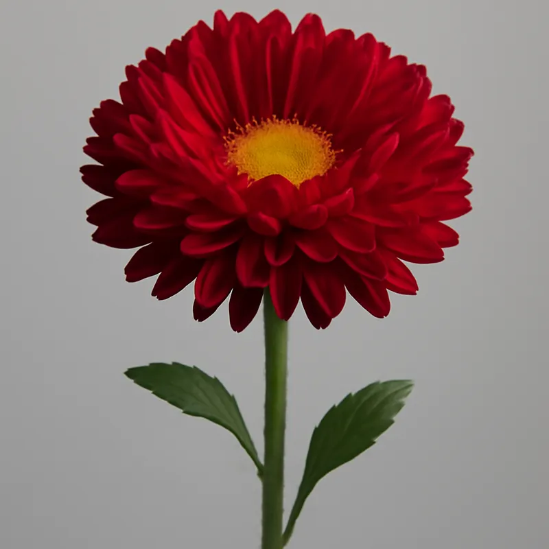 Aster d'été – rouge – image 1