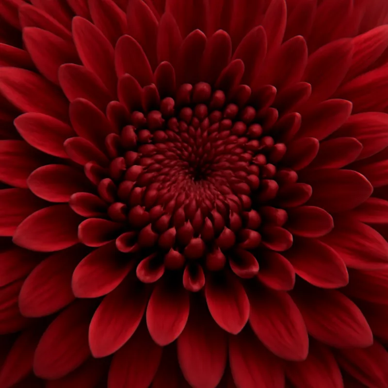 Aster d'été – rouge – image 2