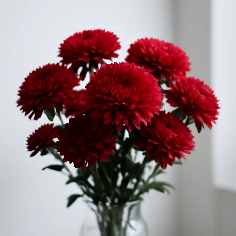 Aster d'été – rouge – image 3