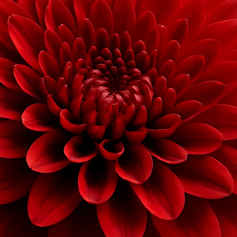Aster – rouge – image 2