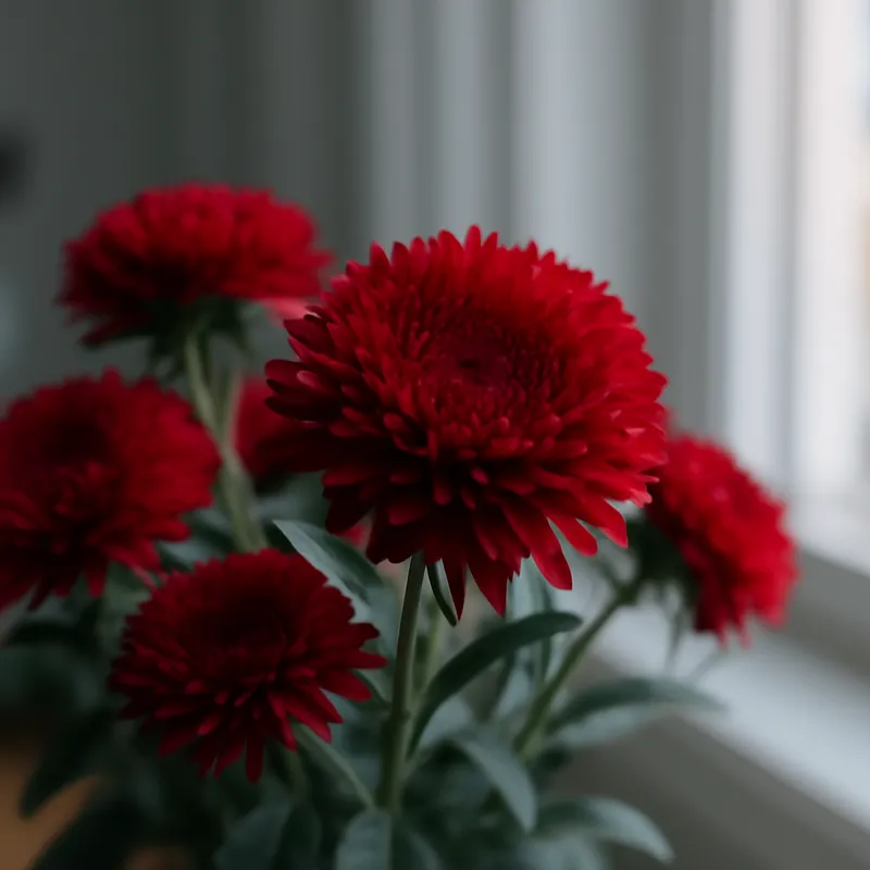 Aster – rouge – image 3