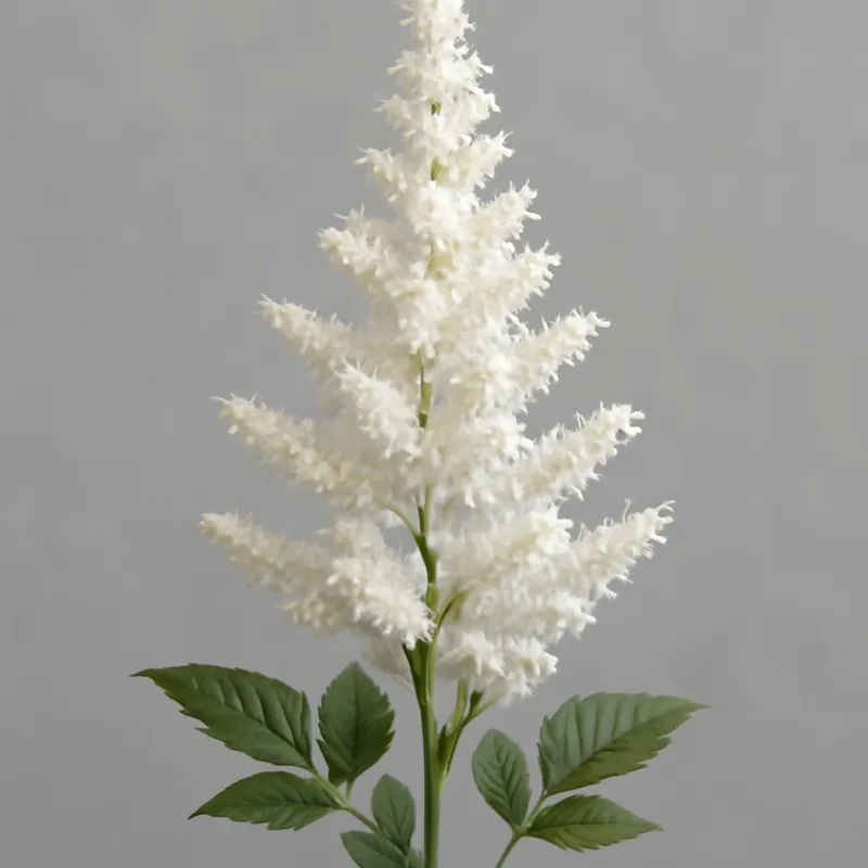 Astilbe – blanc – image 1