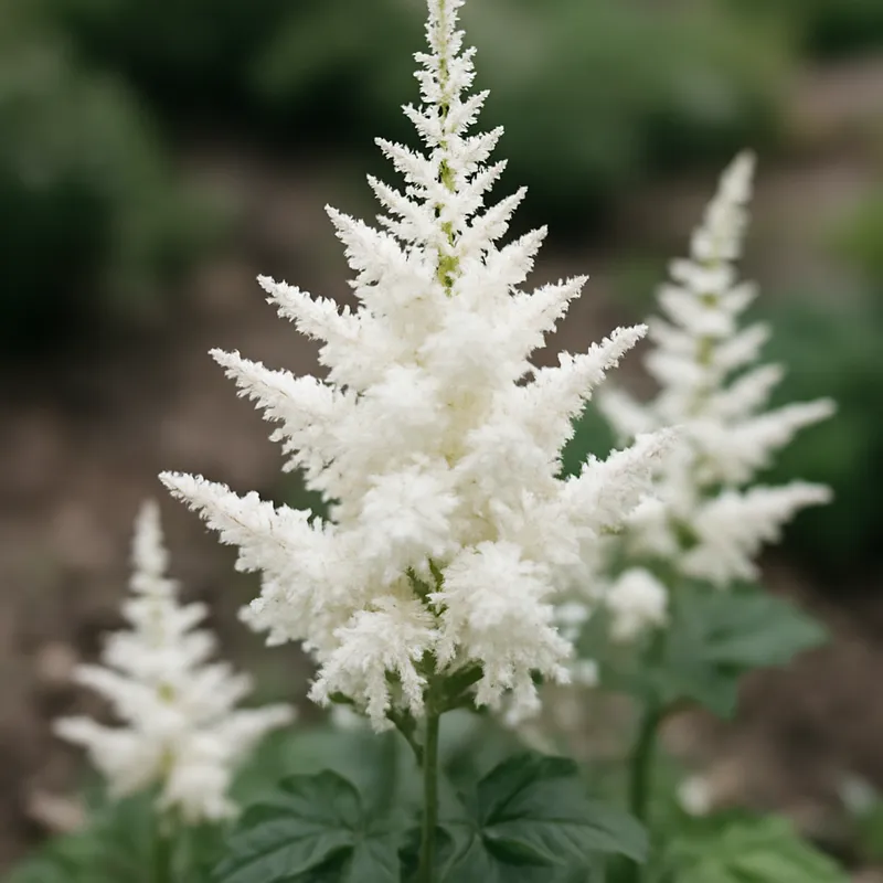 Astilbe – blanc – image 4