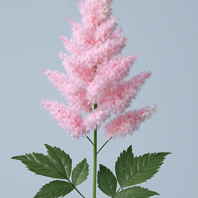 Astilbe – classique – image 1
