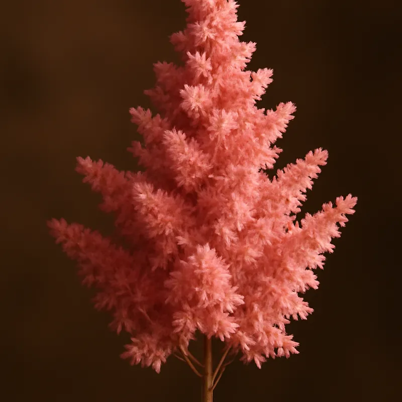 Astilbe – classique – image 2