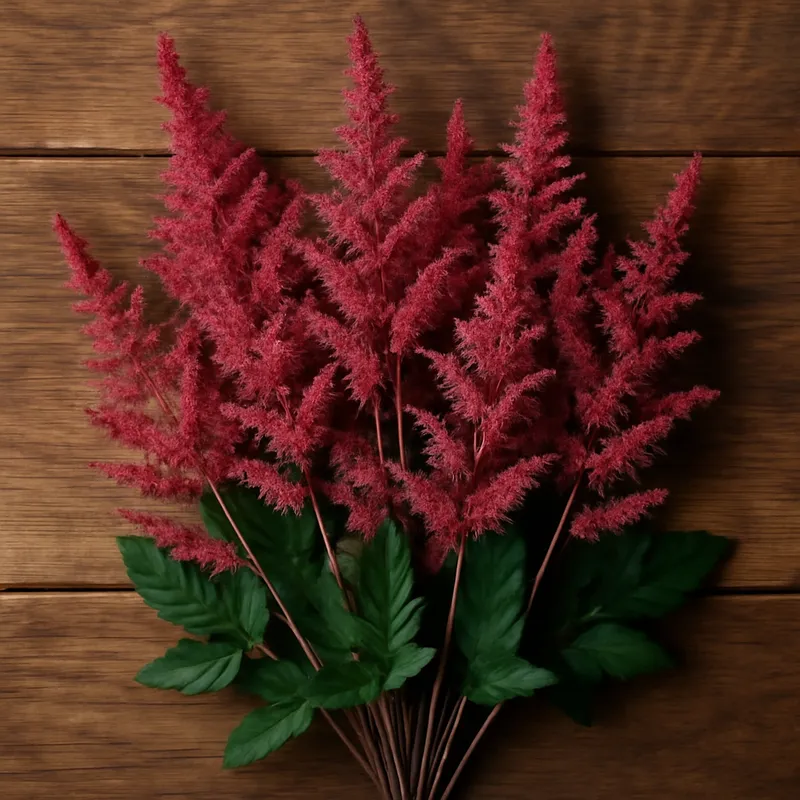 Astilbe – classique – image 3