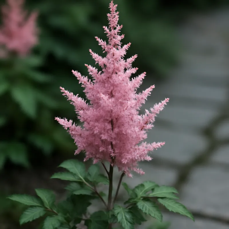 Astilbe – classique – image 4