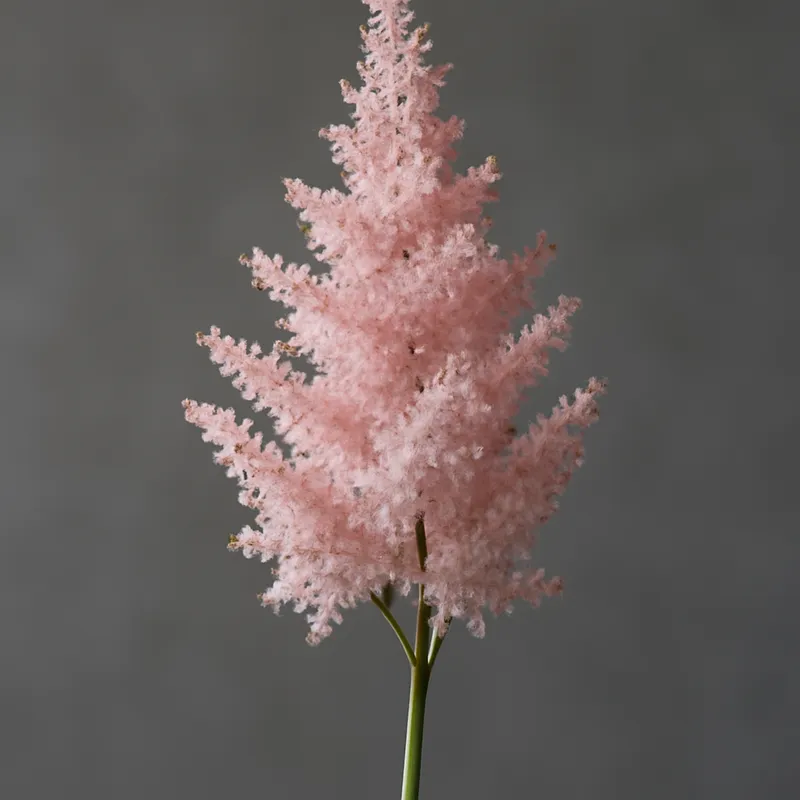Astilbe – rose – image 1