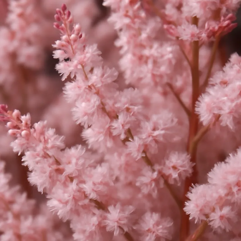 Astilbe – rose – image 2